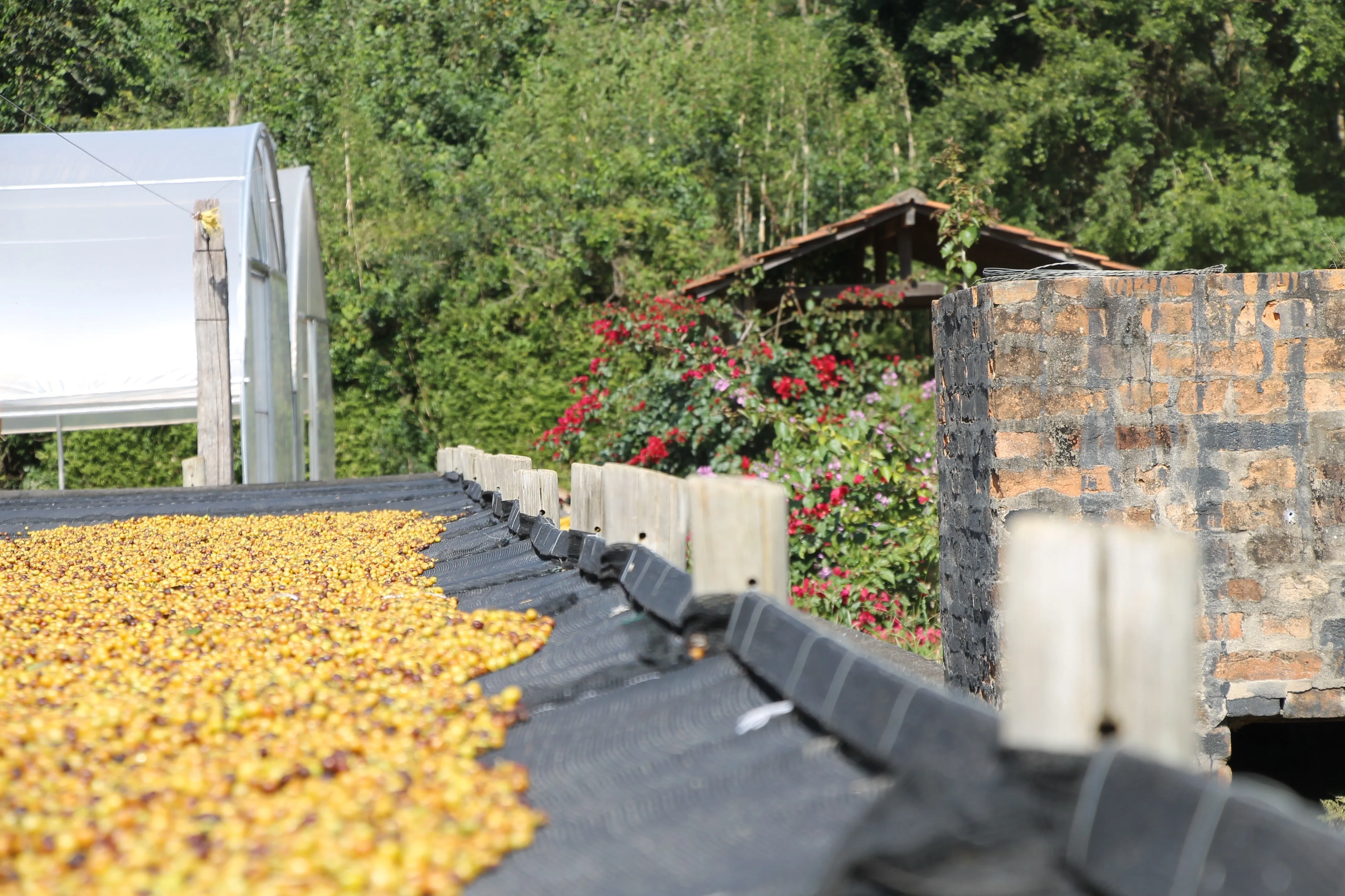 Brazil Fazenda Cachoeira da Grama Pulped-Natural AAA. Available only in Salisbury (MA)