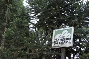 Brazil Fazenda Cachoeira da Grama Pulped-Natural AAA. Available only in Salisbury (MA)