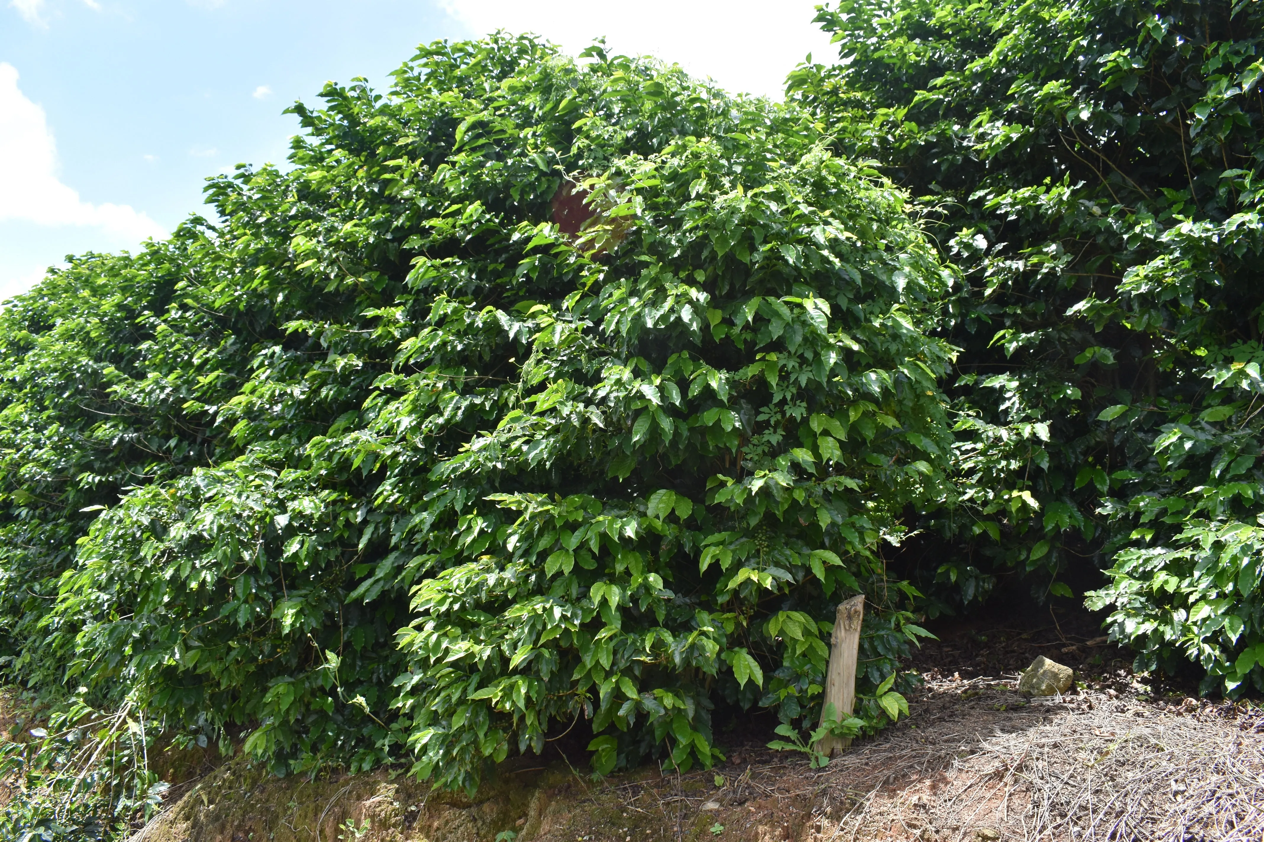 Brazil Fazenda Cachoeira da Grama Pulped-Natural AAA. Available only in Salisbury (MA)