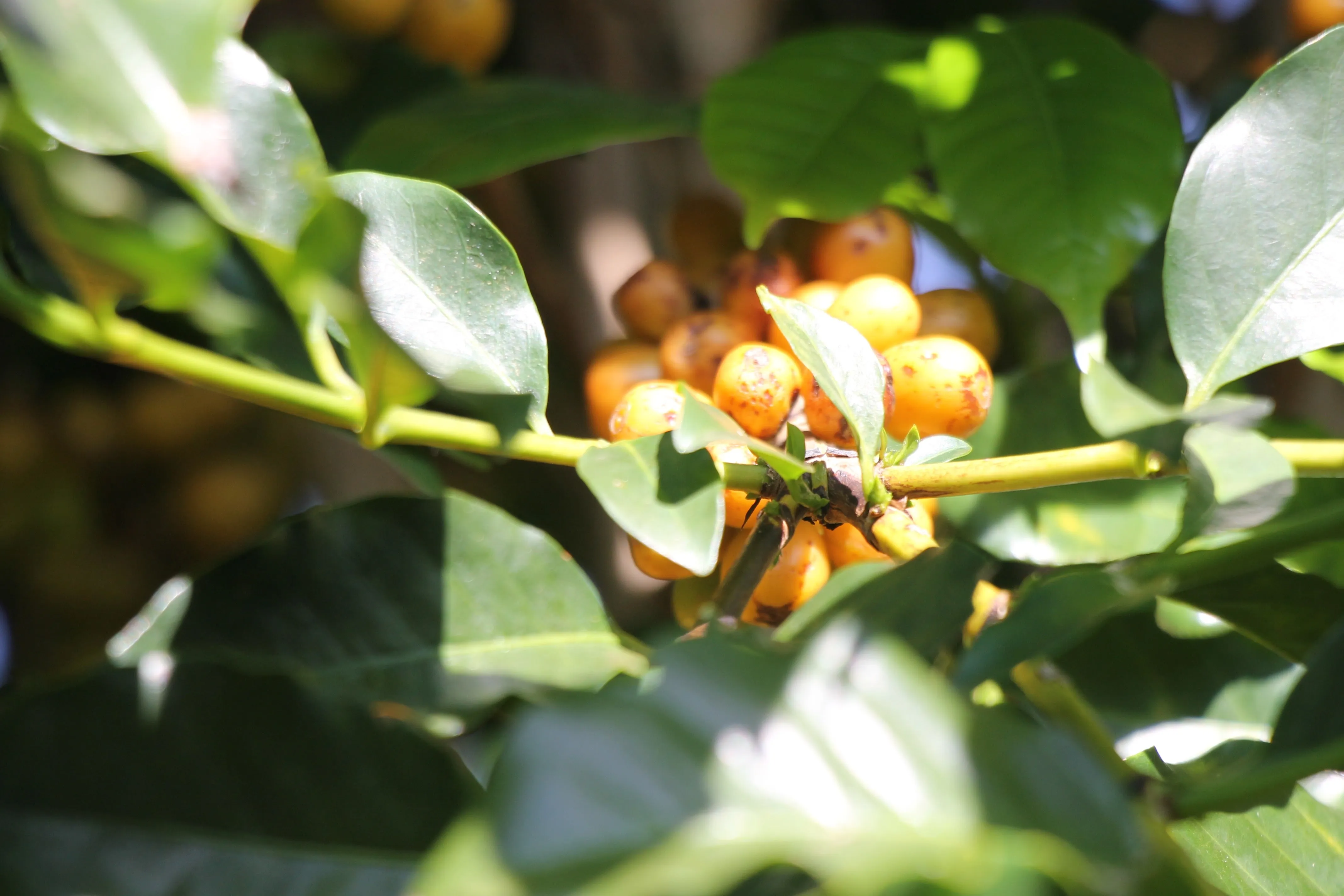 Brazil Fazenda Cachoeira da Grama Pulped-Natural AAA. Available only in Salisbury (MA)